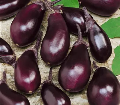 Aubergine 'Ophelia'