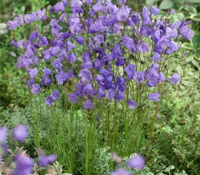 Rundblättrige Glockenblume