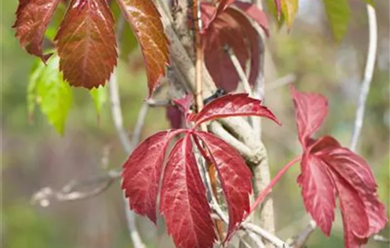 Parthenocissus