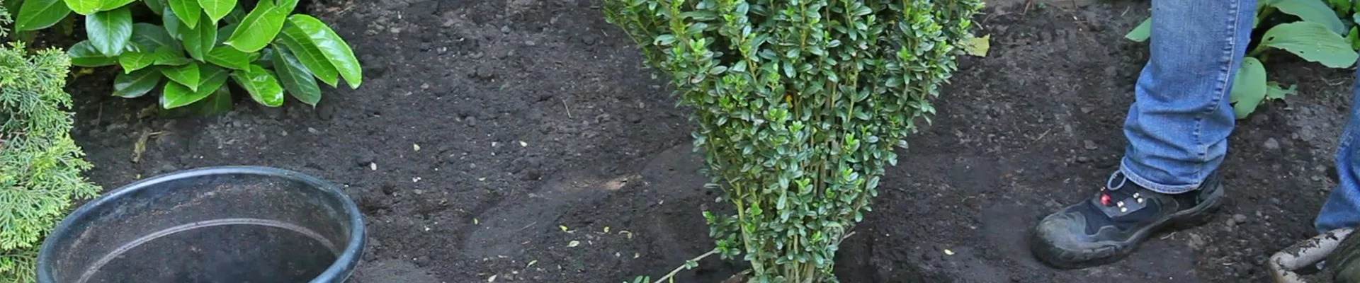 Stechpalme - Einpflanzen im Garten (thumbnail).jpg