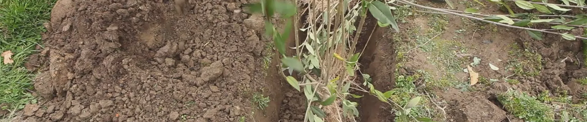 Ligusterhecke - Einpflanzen im Garten (thumbnail).jpg