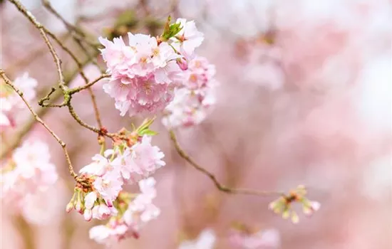 Pflanzen im Frühling – Frühblüher für Kübel, Kasten und Beet