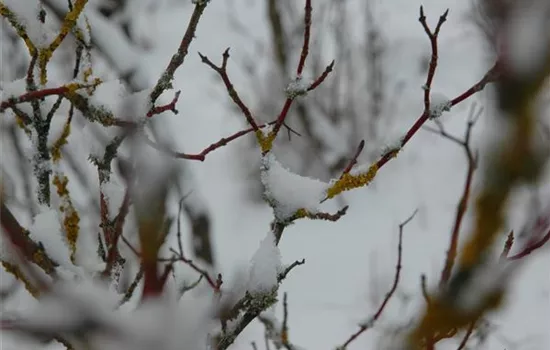Winterschutz für Pflanzen – So geht´s gesund durch den Winter