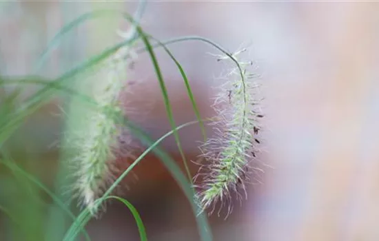 Federborstengras - Einpflanzen im Garten