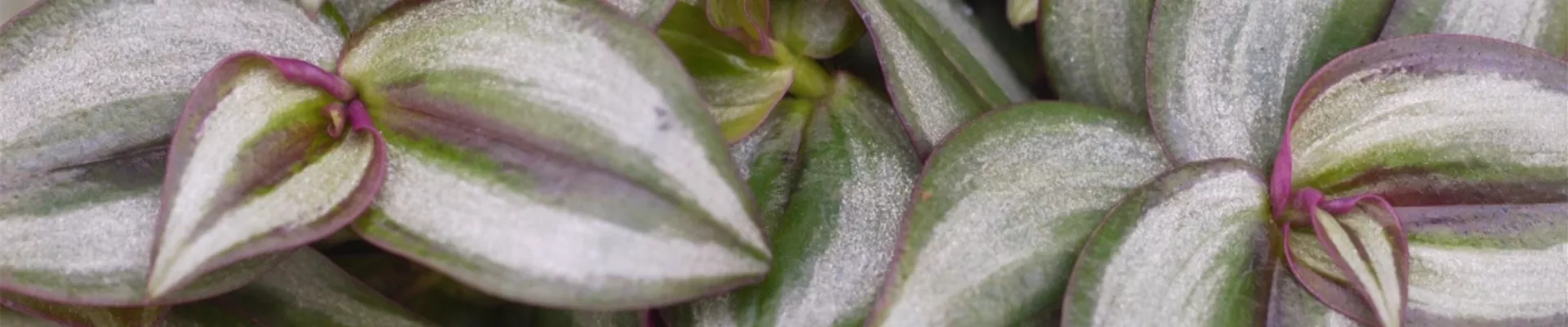 Silber-Dreimasterblume - Einpflanzen in ein Gefäß (Thumbnail).jpg