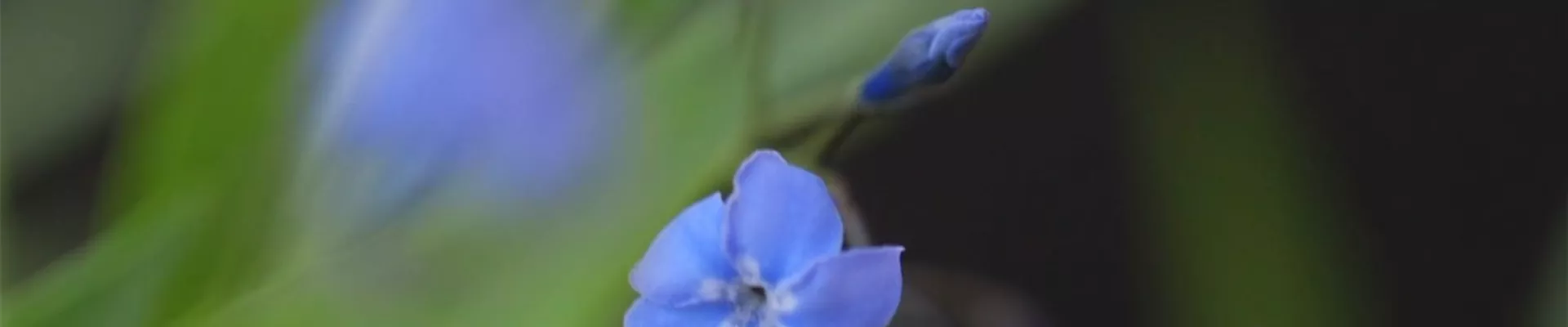 Texas Blaustern - Einpflanzen im Garten (Thumbnail).jpg