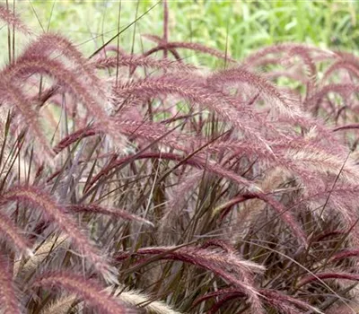 Federborstengras 'Rubrum'