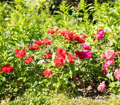 Beetrosen pflanzen und wunderschöne Blüten bewundern