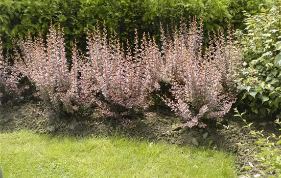 Berberitzen bereichern den Garten in jeder Hinsicht