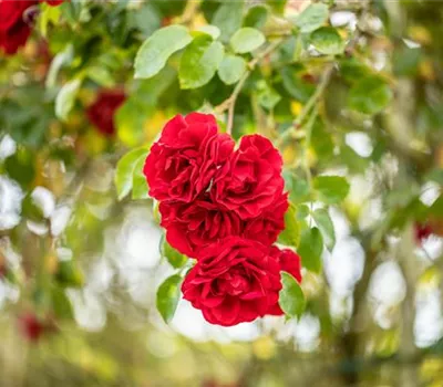 Einen Rosengarten gestalten – Hübsche Blüten überall