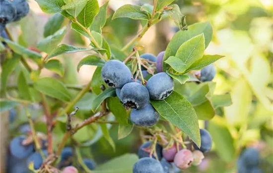 Heidelbeeren pflanzen und pflegen leicht gemacht