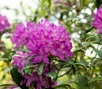 Immer gut in Form – Rhododendron zurückschneiden