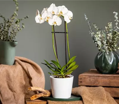 Orchideen pflegen für ein gesundes Wachstum 