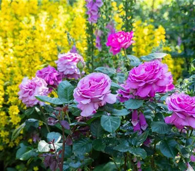 Rosen zurückschneiden und die Pflanzen damit gesund halten
