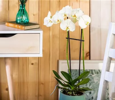 Tipps für eine traumhafte Raumgestaltung mit Orchideen