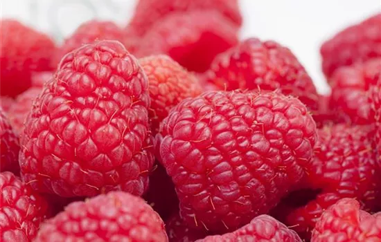 Tipps zum Pflanzen und Pflegen von Himbeeren