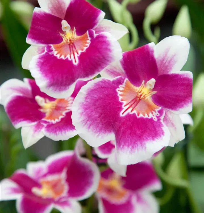 Miltonia-Orchidee