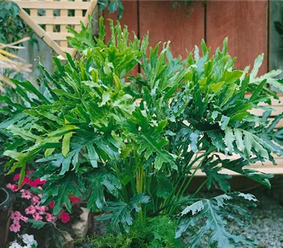 Philodendron