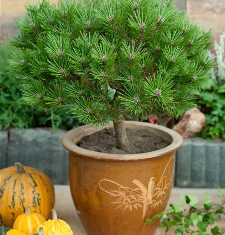 Österreichische Schwarzkiefer 'Nana', Stamm