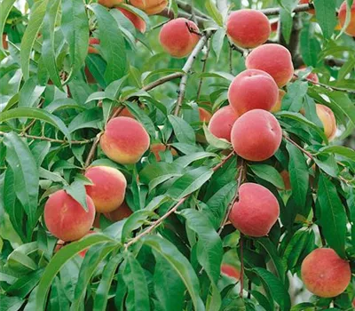 Pfirsich 'Früher roter Ingelheimer'