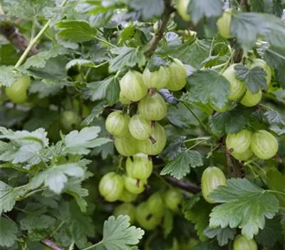 Stachelbeere, grün