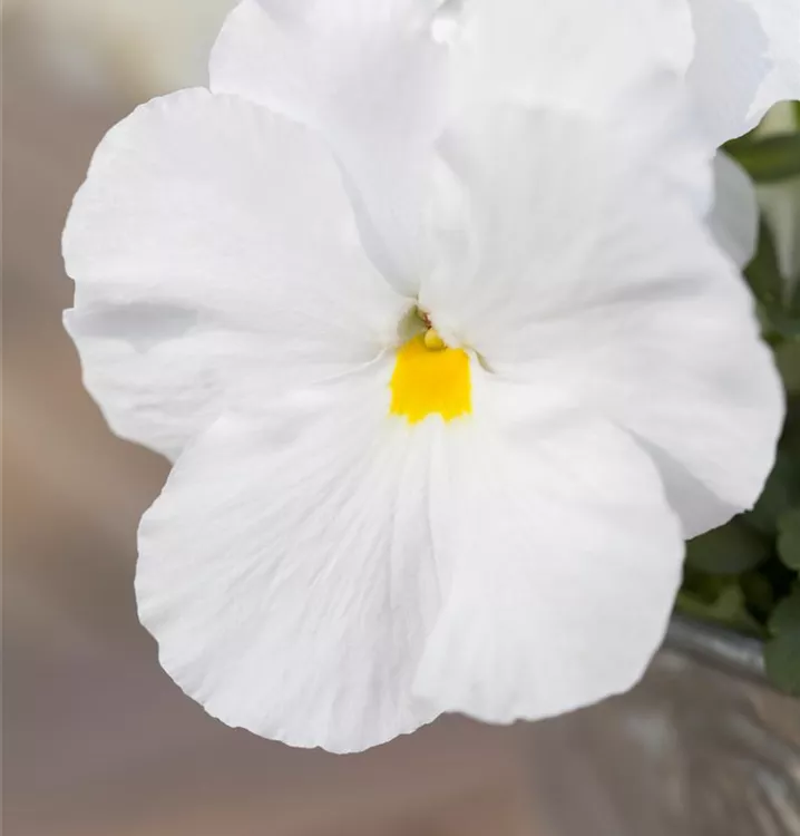 Garten-Stiefmütterchen, weiß