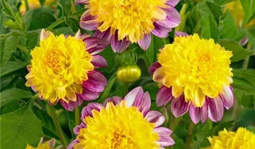 Zum Vergrößern klicken Bildvorschau