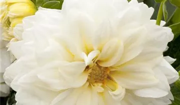 Zum Vergrößern klicken Bildvorschau