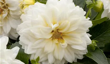 Zum Vergrößern klicken Bildvorschau