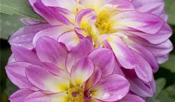 Zum Vergrößern klicken Bildvorschau