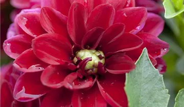 Zum Vergrößern klicken Bildvorschau