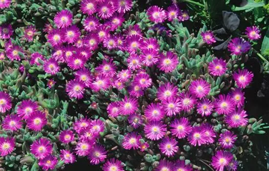 Zwergige-Mittagsblume Zwergige-Mittagsblume