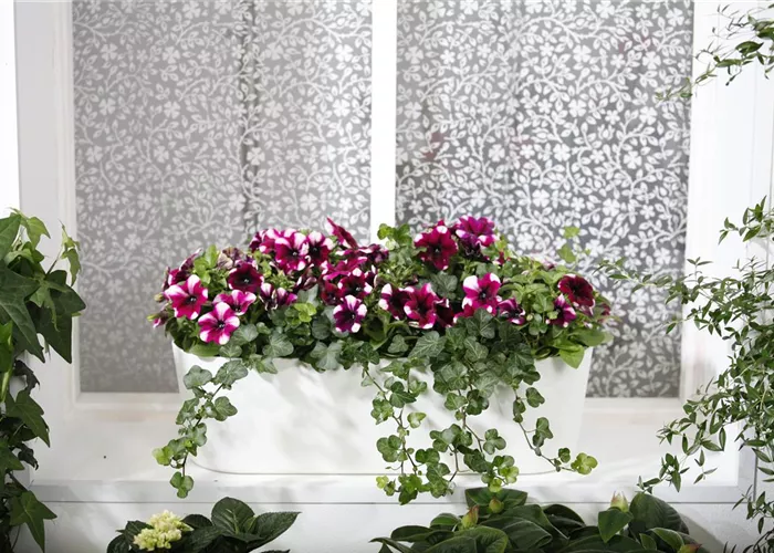 Bereit für den Sommer – Balkon und Garten blühen richtig auf