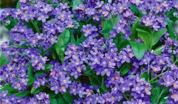 Zum Vergrößern klicken Bildvorschau