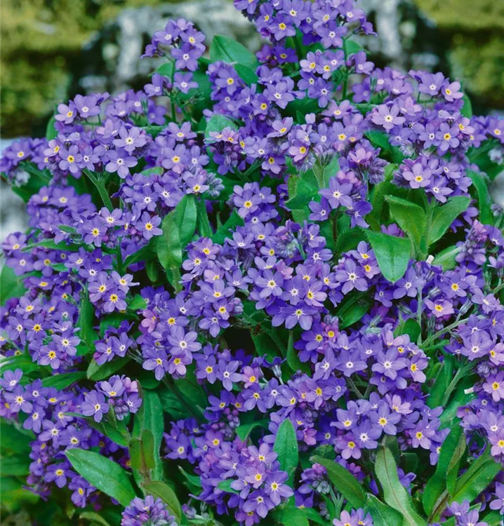 Wald-Vergissmeinnicht Wald-Vergissmeinnicht