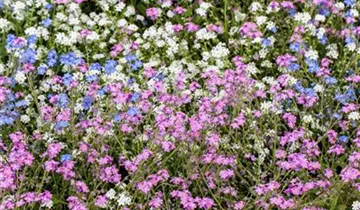 Zum Vergrößern klicken Bildvorschau