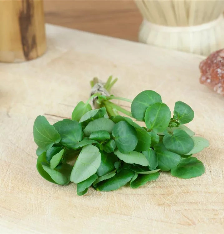 Brunnenkresse Jungpflanze