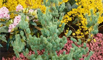 Zum Vergrößern klicken Bildvorschau