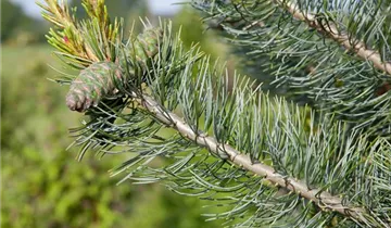 Zum Vergrößern klicken Bildvorschau