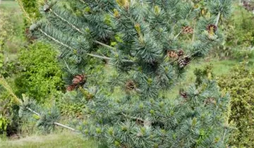 Zum Vergrößern klicken Bildvorschau