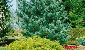 Zum Vergrößern klicken Bildvorschau