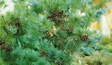 Zum Vergrößern klicken Bildvorschau