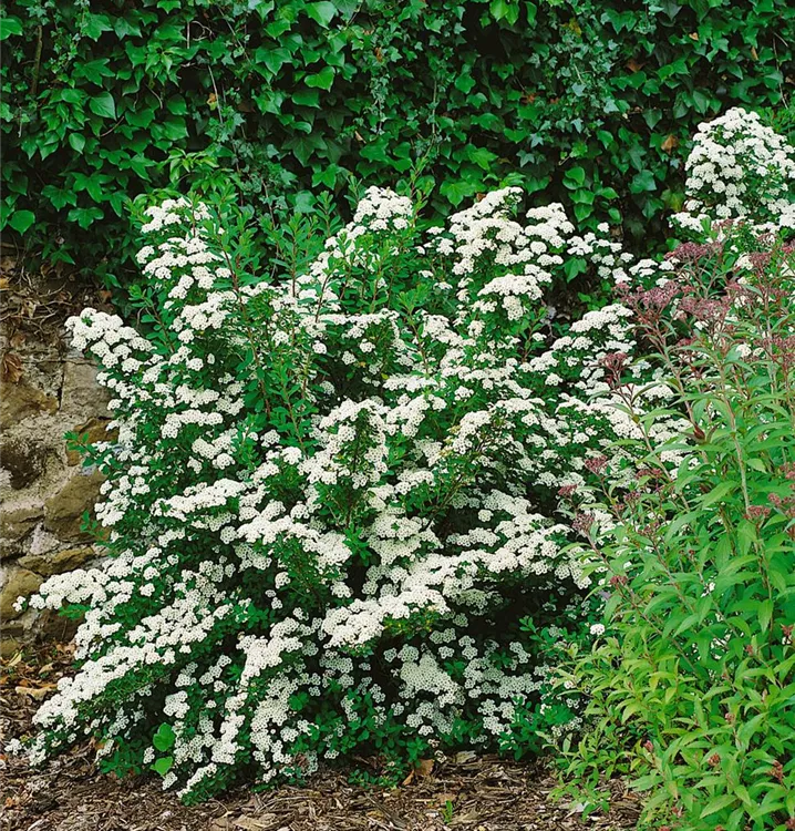 Japanische Strauch-Spiere