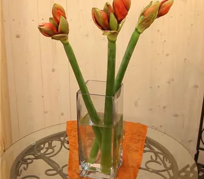 Amaryllis - Anschneiden für den Heimgebrauch Amaryllis - Anschneiden für den Heimgebrauch