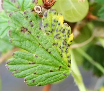 Blattfallkrankheit bei Stachelbeeren