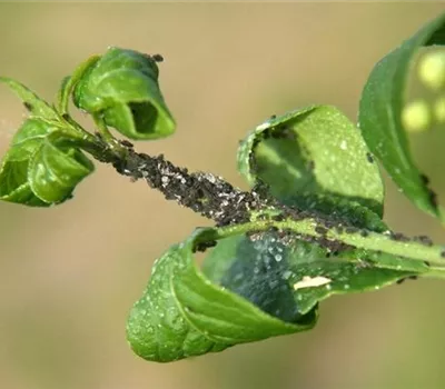 Blattläuse an Spindelstrauch und Pfaffenhütchen