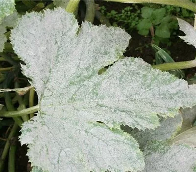 Echter Mehltau an Zucchini Echter Mehltau an Zucchini