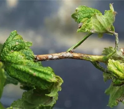 Echter Mehltau an Johannisbeeren Echter Mehltau an Johannisbeeren