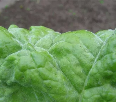 Echter Mehltau an Mangold