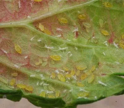 Johannisbeerblasenlaus